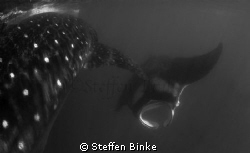 Manta & Whaleshark by Steffen Binke 